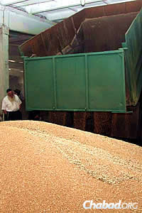 Ashkenazi watches as the wheat kernels are unloaded. (Photo: DJC.com.ua)