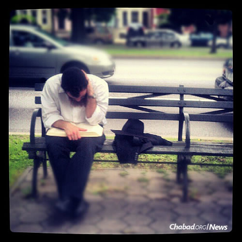 Deep in study on a bench along Eastern Parkway near Lubavitch World Headquarters in the Crown Heights neighborhood of Brooklyn, N.Y. (Photo: Mordechai Lightstone)