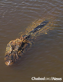 Black caimans and other dangers lurk in the Amazon River, making it unfeasible for immersion. (Photo: Leonardo C. Fleck, Wikimedia Commons)