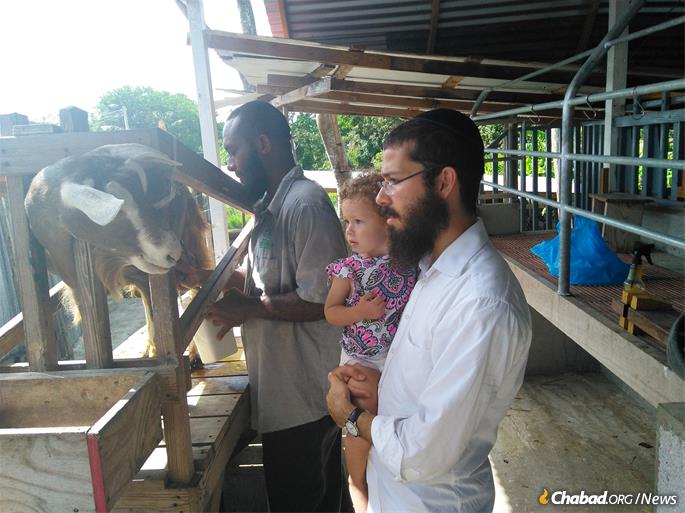 Obtaining kosher milk entails a cross-island trek to a friendly goat farm, where the rabbi (and his daughter) can oversee the milking process.