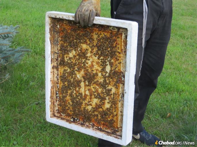 Bees by the thousands are unperturbed and busy at work. (Photo: Carin M. Smilk)