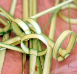 How to Bind the Four Kinds - Sukkot & Simchat Torah